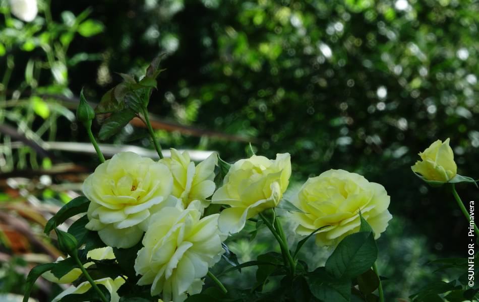 ©SUNFLOR - Primavera